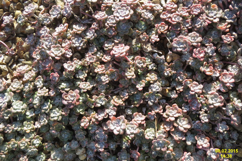"Sedum spathulifolium 'Cape Blanco' (SG)" by davidshort is licensed under CC BY 2.0. To view a copy of this license, visit https://creativecommons.org/licenses/by/2.0/?ref=openverse.
