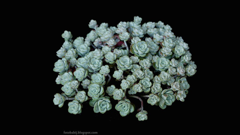 "Rozchodnik łopatkowaty Cape Blanco Sedum spathulifolium Wallpaper 4K 3840x2160 tapeta" by Babij is licensed under CC BY-SA 2.0. To view a copy of this license, visit https://creativecommons.org/licenses/by-sa/2.0/?ref=openverse.