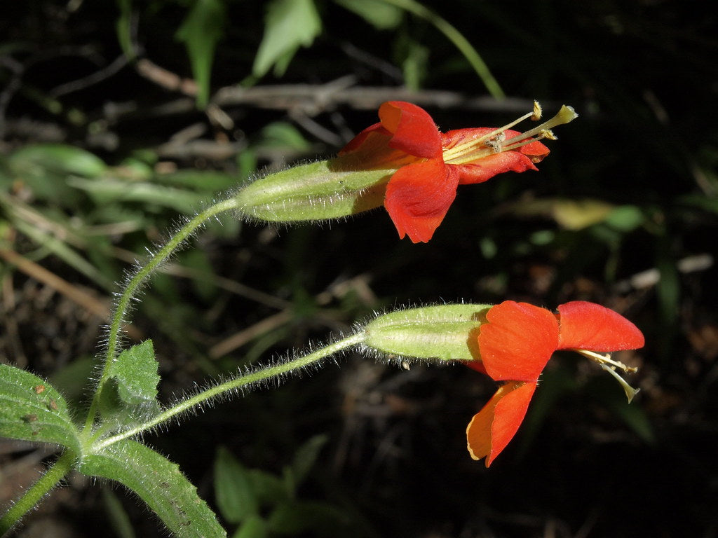 "scarlet monkeyflower, Erythranthe cardinalis" by Jim Morefield is licensed under CC BY-SA 2.0. To view a copy of this license, visit https://creativecommons.org/licenses/by-sa/2.0/?ref=openverse.