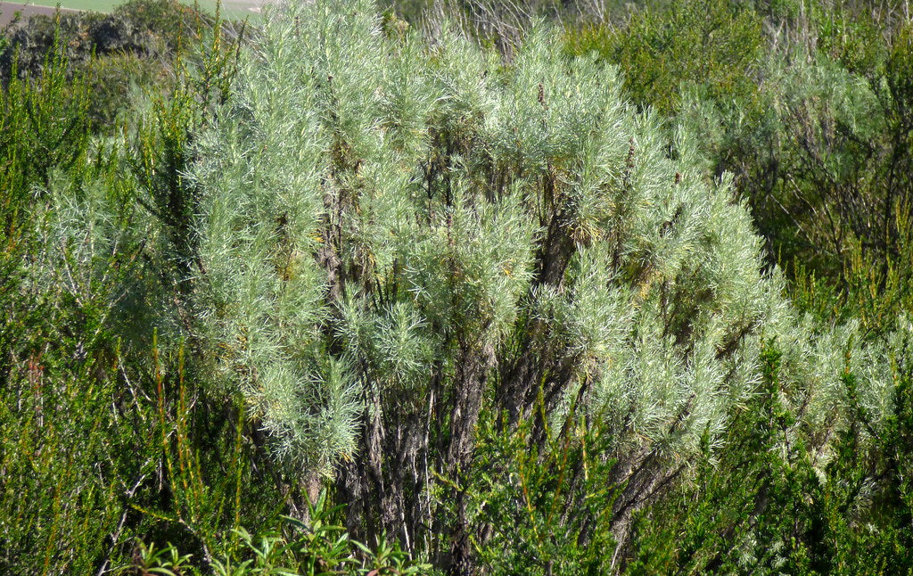 "Coast Sagebrush (Artemisia californica)" by Kitty Stein is licensed under CC BY-NC 2.0. To view a copy of this license, visit https://creativecommons.org/licenses/by-nc/2.0/?ref=openverse.
