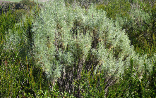 "Coast Sagebrush (Artemisia californica)" by Kitty Stein is licensed under CC BY-NC 2.0. To view a copy of this license, visit https://creativecommons.org/licenses/by-nc/2.0/?ref=openverse.
