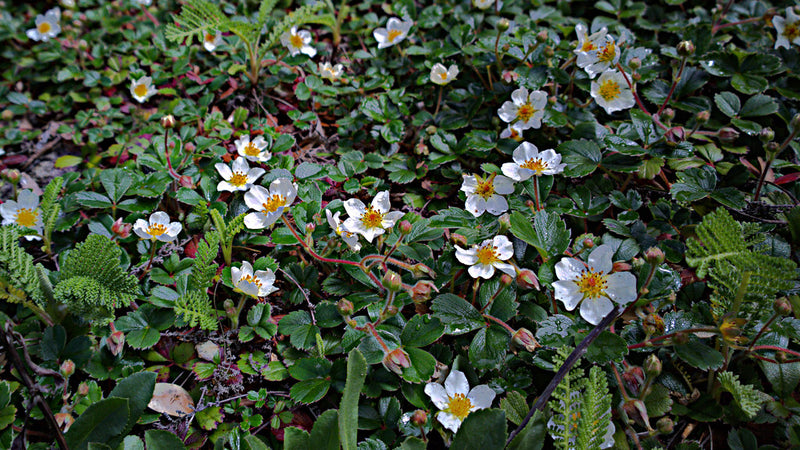 "N20150408-0025—Fragaria chiloensis—RPBG" by John Rusk is licensed under CC BY 2.0. To view a copy of this license, visit https://creativecommons.org/licenses/by/2.0/?ref=openverse.
