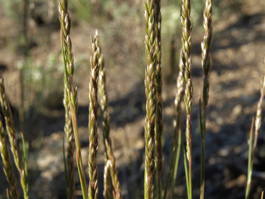 "junegrass, Koeleria macrantha" by Jim Morefield is licensed under CC BY-SA 2.0.