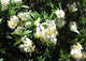 "Bush Anemone" by Beedle Um Bum is licensed under CC BY-NC-SA 2.0. To view a copy of this license, visit https://creativecommons.org/licenses/by-nc-sa/2.0/?ref=openverse.
