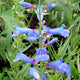 "150320 518 Annie's Annuals - Demo Beds, Ixia longituba var. bellendenii 'Peach', Penstemon heterophyllus 'Blue Springs'" by cultivar413 is licensed under CC BY 2.0.