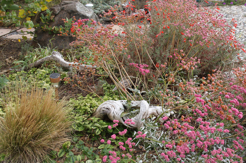 "A pollinator-friendly garden has shelter too" by CountryMouse13 is licensed under CC BY 2.0. To view a copy of this license, visit https://creativecommons.org/licenses/by/2.0/?ref=openverse.
