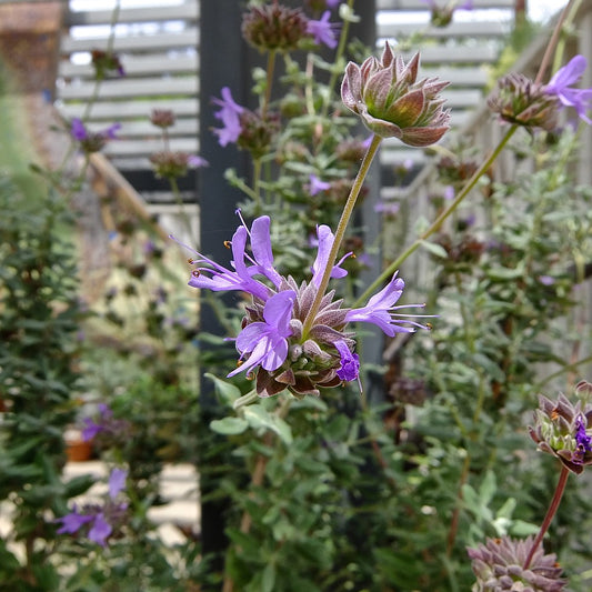 "Pozo Blue Sage" by The Marmot is licensed under CC BY 2.0. To view a copy of this license, visit https://creativecommons.org/licenses/by/2.0/?ref=openverse.
