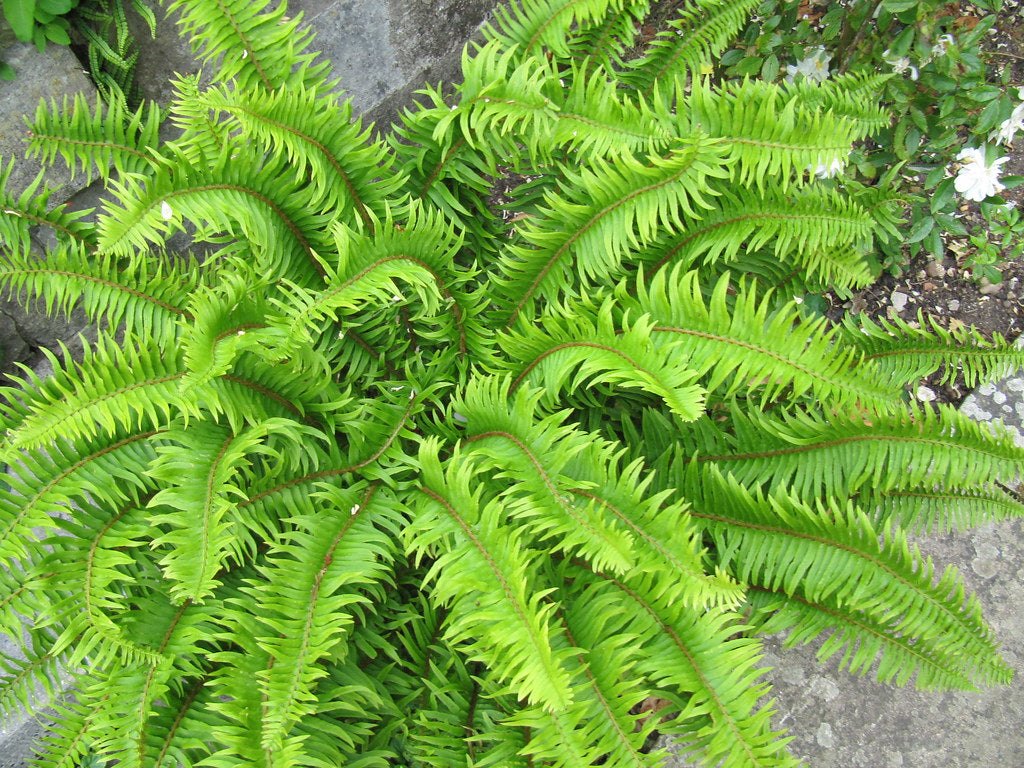 "Blechnum spicant" by wallygrom is licensed under CC BY-SA 2.0. To view a copy of this license, visit https://creativecommons.org/licenses/by-sa/2.0/?ref=openverse.
