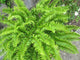 "Blechnum spicant" by wallygrom is licensed under CC BY-SA 2.0. To view a copy of this license, visit https://creativecommons.org/licenses/by-sa/2.0/?ref=openverse.
