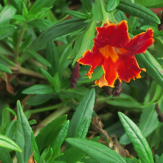 "J20150929-0022—Mimulus 'Fiesta Marigold' PPAF—RPBG Plant Sale" by John Rusk is licensed under CC BY 2.0. To view a copy of this license, visit https://creativecommons.org/licenses/by/2.0/?ref=openverse.