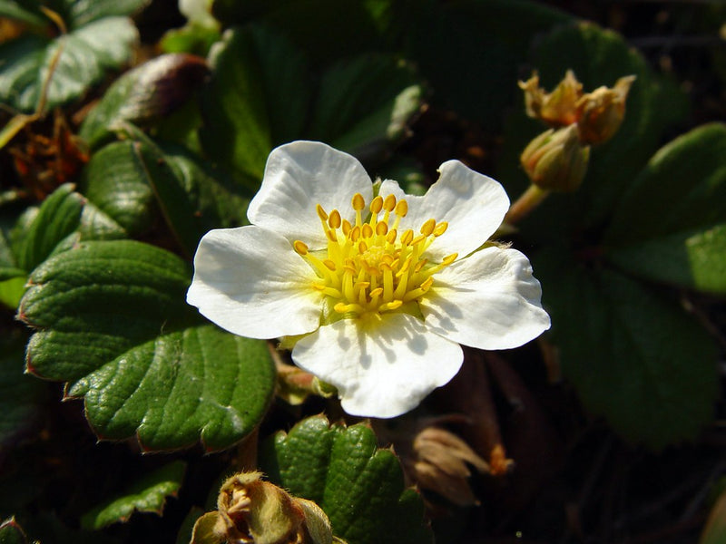 "Beach Strawberry (Fragaria chiloensis)" by Franco Folini is licensed under CC BY-SA 2.0. To view a copy of this license, visit https://creativecommons.org/licenses/by-sa/2.0/?ref=openverse.
