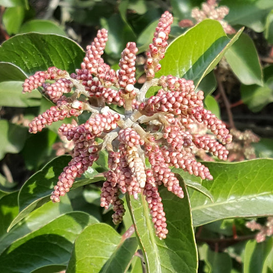 "Rhus ovata" by protopianpicklejar is licensed under CC BY-SA 4.0.