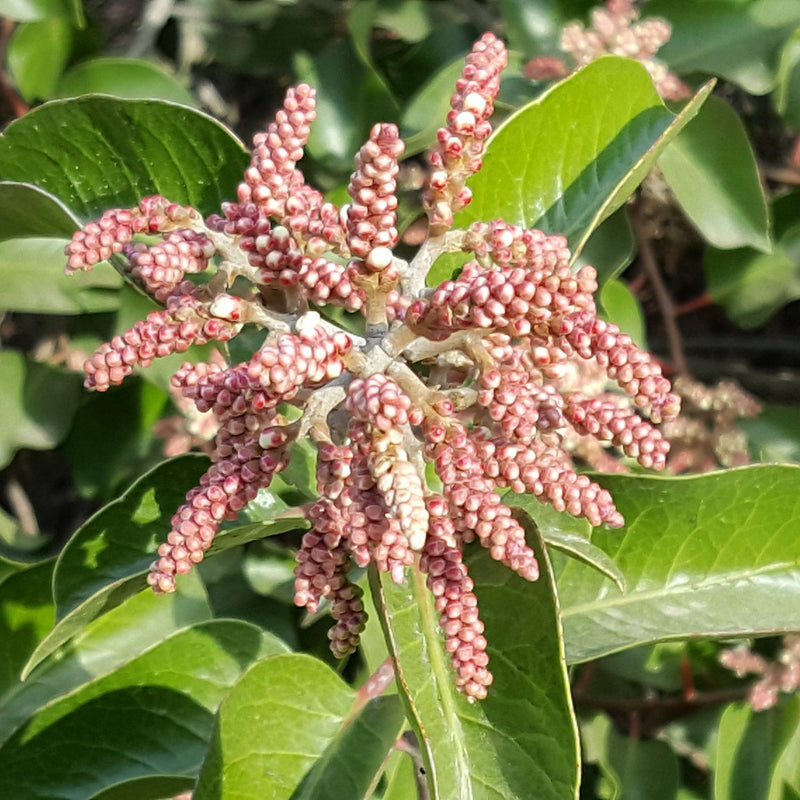 "Rhus ovata" by protopianpicklejar is licensed under CC BY-SA 4.0.