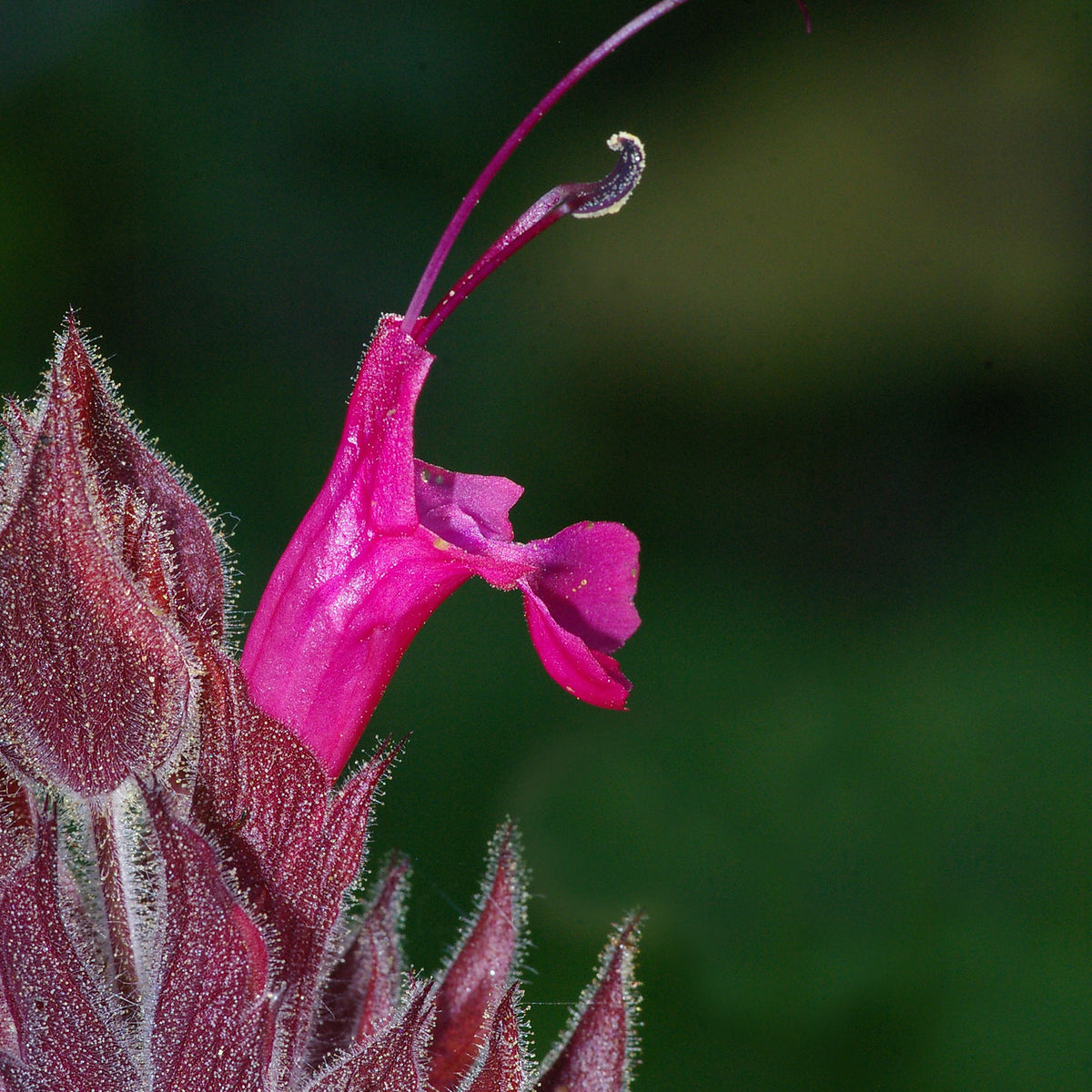 "SAGE, HUMMINGBIRD (salvia spathacea) (5-26-08) canet rd, san luis obispo, ca -1" by Sloalan is marked with CC0 1.0. To view the terms, visit https://creativecommons.org/publicdomain/zero/1.0/?ref=openverse.