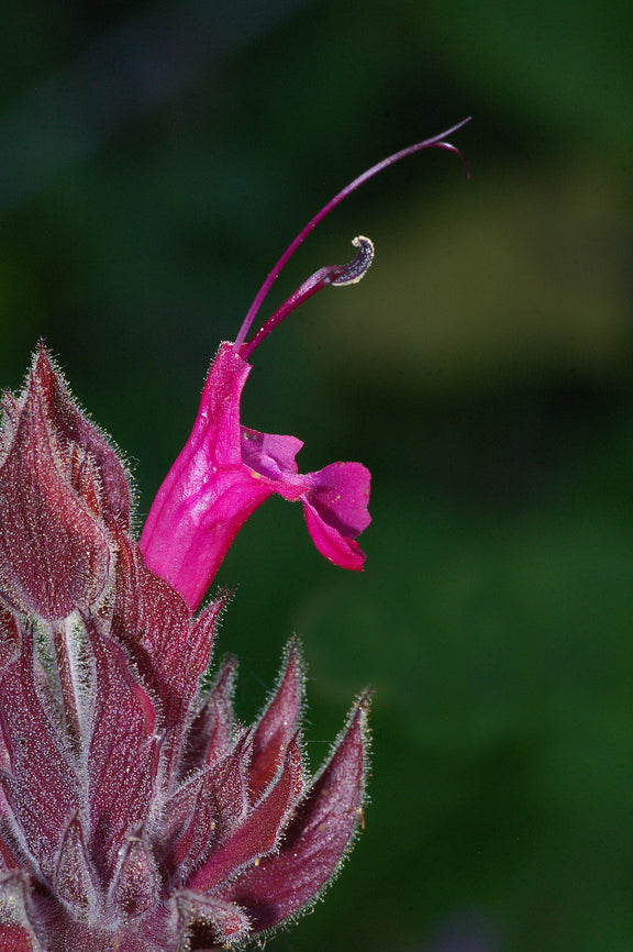 "SAGE, HUMMINGBIRD (salvia spathacea) (5-26-08) canet rd, san luis obispo, ca -1" by Sloalan is marked with CC0 1.0. To view the terms, visit https://creativecommons.org/publicdomain/zero/1.0/?ref=openverse.