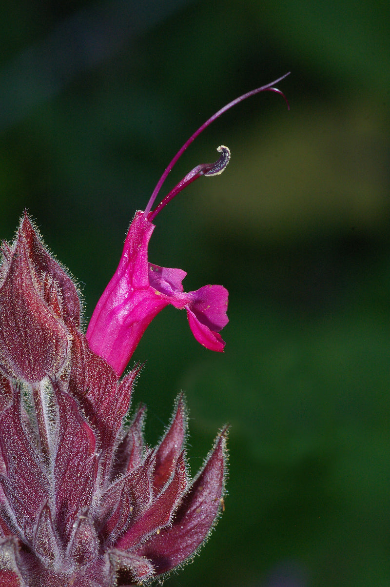 "SAGE, HUMMINGBIRD (salvia spathacea) (5-26-08) canet rd, san luis obispo, ca -1" by Sloalan is marked with CC0 1.0. To view the terms, visit https://creativecommons.org/publicdomain/zero/1.0/?ref=openverse.