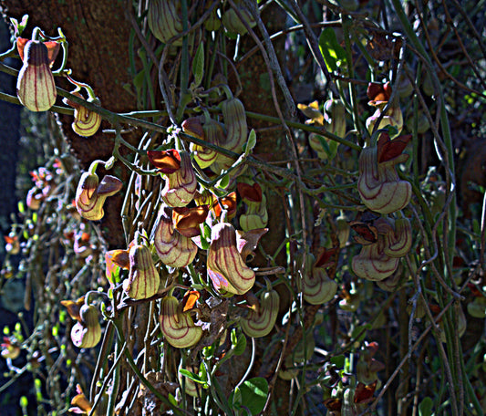 "N20160225-0011—Aristolochia californica—RPBG" by John Rusk is licensed under CC BY 2.0. To view a copy of this license, visit https://creativecommons.org/licenses/by/2.0/?ref=openverse.
