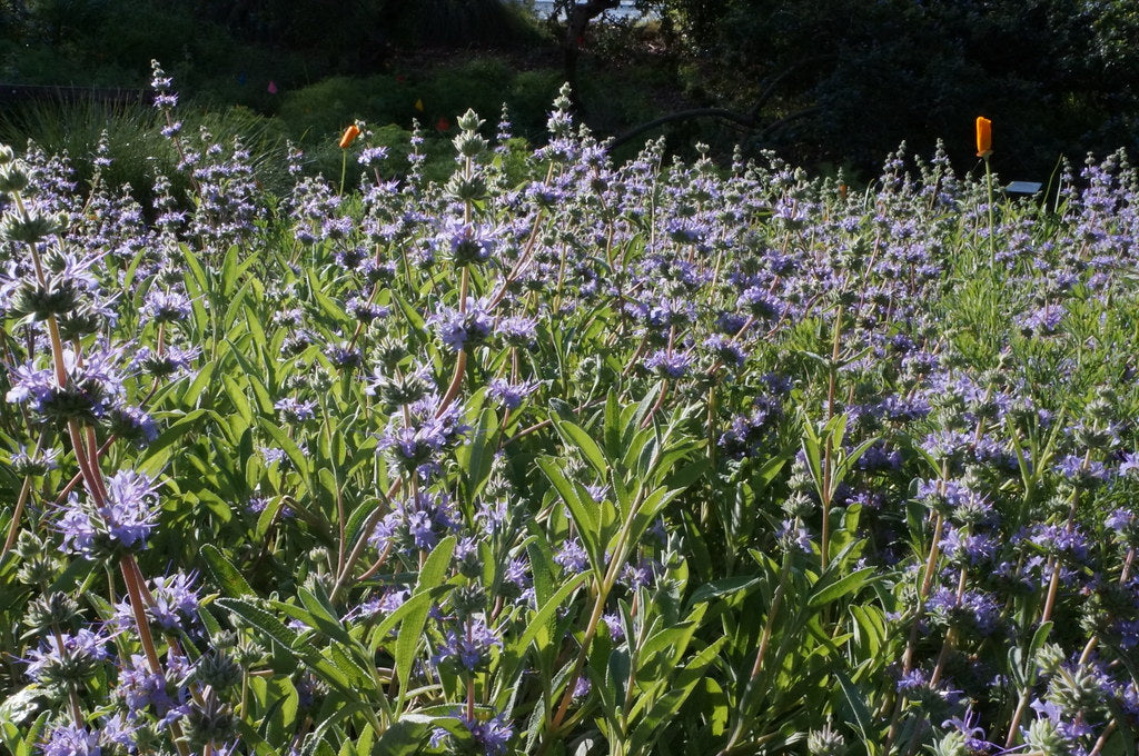 "Salvia 'Bee's Bliss' - Spring in the Mary Wattis Brown Garden of California Native Plants" by UC Davis Arboretum & Public Garden is licensed under CC BY 2.0. To view a copy of this license, visit https://creativecommons.org/licenses/by/2.0/?ref=openverse.
