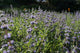 "Salvia 'Bee's Bliss' - Spring in the Mary Wattis Brown Garden of California Native Plants" by UC Davis Arboretum & Public Garden is licensed under CC BY 2.0. To view a copy of this license, visit https://creativecommons.org/licenses/by/2.0/?ref=openverse.