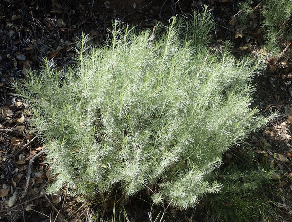 "California Sage, Artemisia californica" by J. Maughn is licensed under CC BY-NC 2.0. To view a copy of this license, visit https://creativecommons.org/licenses/by-nc/2.0/?ref=openverse.