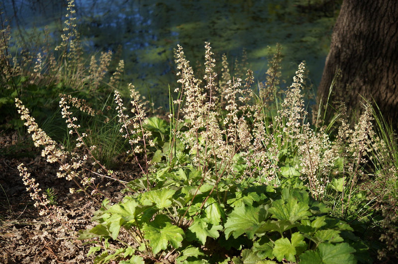"Heuchera maxima - Spring in the Mary Wattis Brown Garden of California Native Plants" by UC Davis Arboretum & Public Garden is licensed under CC BY 2.0. To view a copy of this license, visit https://creativecommons.org/licenses/by/2.0/?ref=openverse.
