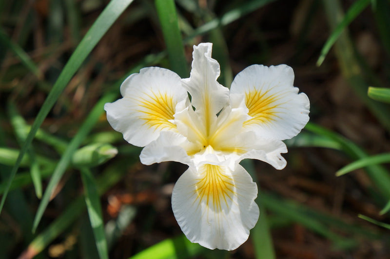 "Iris 'Canyon Snow' - Spring in the Mary Wattis Brown Garden of California Native Plants" by UC Davis Arboretum & Public Garden is licensed under CC BY 2.0. To view a copy of this license, visit https://creativecommons.org/licenses/by/2.0/?ref=openverse.

