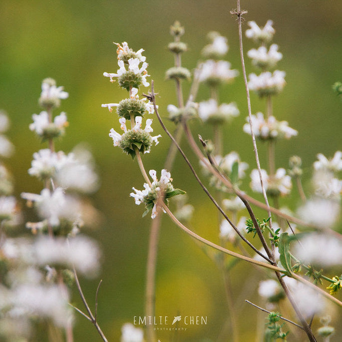 "Black Sage (Salvia mellifera)" by emiliechenphotography is licensed under CC BY-ND 2.0.
