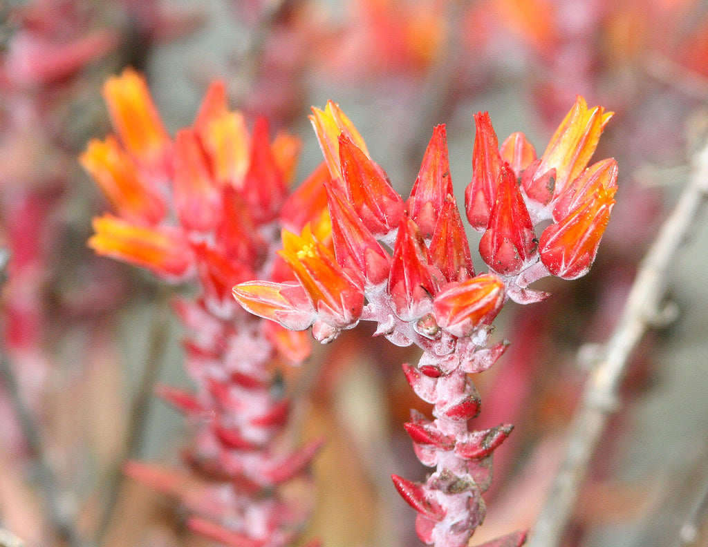 "DUDLEYA (dudleya caespitosa) piedras blancas -2" by Sloalan is marked with CC0 1.0. To view the terms, visit https://creativecommons.org/publicdomain/zero/1.0/?ref=openverse.