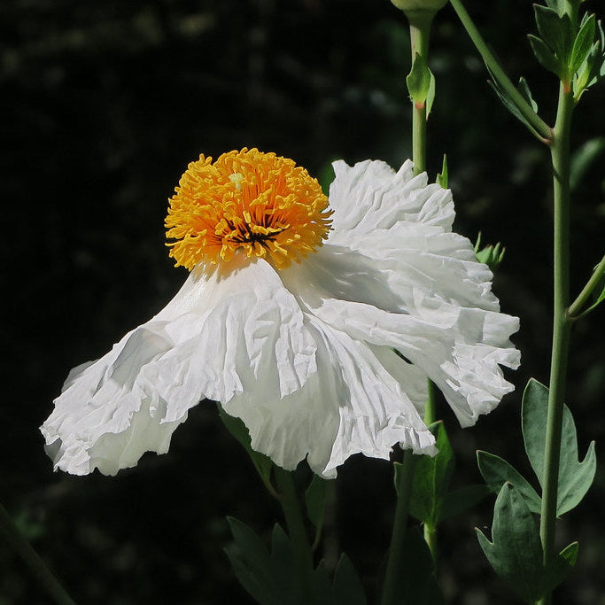 "J20160602-0030—Romneya coulteri—RPBG" by John Rusk is licensed under CC BY 2.0.
