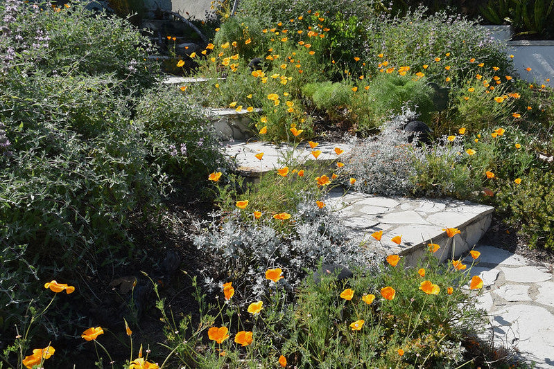 Image courtesy California Native Plant Society CC BY 2.0