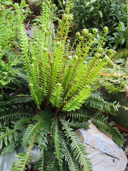 "Blechnum spicant" by wallygrom is licensed under CC BY-SA 2.0. To view a copy of this license, visit https://creativecommons.org/licenses/by-sa/2.0/?ref=openverse.
