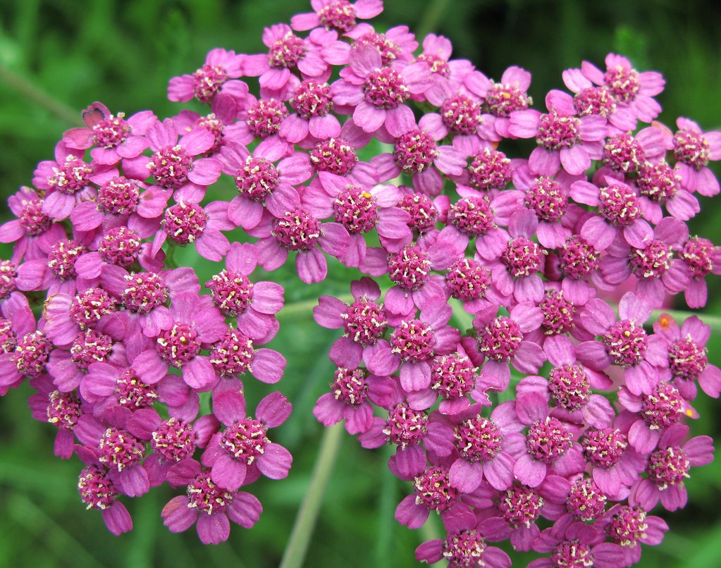 "Yarrow Red / Achillea millefolium / 西洋鋸草(セイヨウノコギリソウ)" by TANAKA Juuyoh (田中十洋) is licensed under CC BY 2.0. To view a copy of this license, visit https://creativecommons.org/licenses/by/2.0/?ref=openverse.