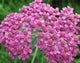 "Yarrow Red / Achillea millefolium / 西洋鋸草(セイヨウノコギリソウ)" by TANAKA Juuyoh (田中十洋) is licensed under CC BY 2.0. To view a copy of this license, visit https://creativecommons.org/licenses/by/2.0/?ref=openverse.
