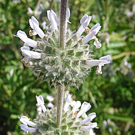 "Salvia mellifera" by Dick Culbert is licensed under CC BY 2.0.
