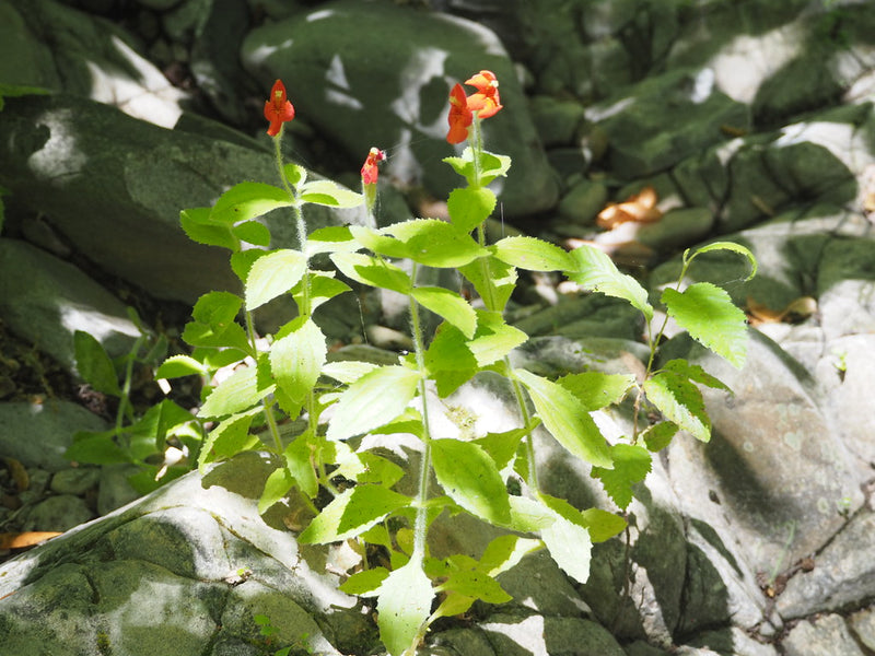 "Scarlet Monkeyflower, Mimulus cardinalis" by J. Maughn is licensed under CC BY-NC 2.0. To view a copy of this license, visit https://creativecommons.org/licenses/by-nc/2.0/?ref=openverse.