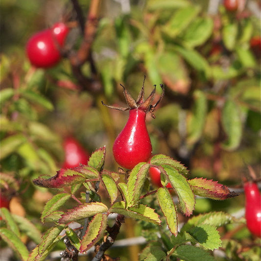 "Calif. Wild Rose (Rosa californica)" by jkirkhart35 is licensed under CC BY 2.0.