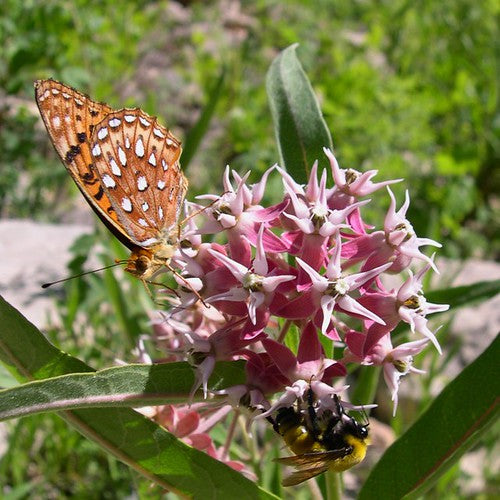 "Pollinators on Showy milkweed (Asclepias speciosa)" by mypubliclands is licensed under CC BY 2.0. To view a copy of this license, visit https://creativecommons.org/licenses/by/2.0/?ref=openverse.
