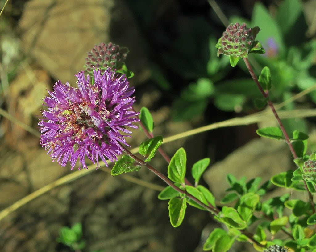 "J20161013-0008—Monardella villosa ssp franciscana—RPBG" by John Rusk is licensed under CC BY 2.0. To view a copy of this license, visit https://creativecommons.org/licenses/by/2.0/?ref=openverse.

