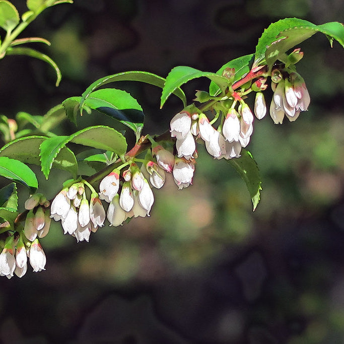 "J20161219-0027—Vaccinium ovatum—RPBG" by John Rusk is licensed under CC BY 2.0. To view a copy of this license, visit https://creativecommons.org/licenses/by/2.0/
