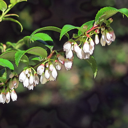 "J20161219-0027—Vaccinium ovatum—RPBG" by John Rusk is licensed under CC BY 2.0. To view a copy of this license, visit https://creativecommons.org/licenses/by/2.0/
