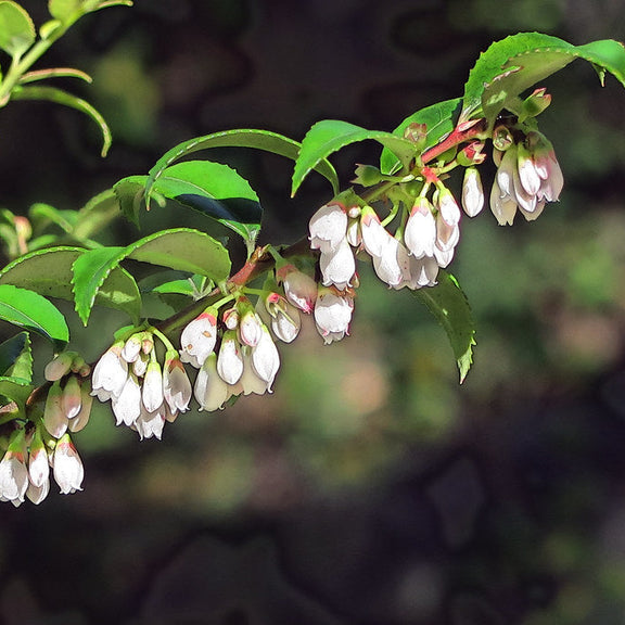 "J20161219-0027—Vaccinium ovatum—RPBG" by John Rusk is licensed under CC BY 2.0. To view a copy of this license, visit https://creativecommons.org/licenses/by/2.0/
