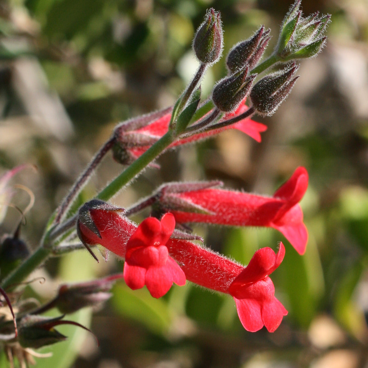 "Island Bush Snapdragon" by Philip Bouchard CC BY-NC-ND 2.0