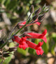 "Island Bush Snapdragon" by Philip Bouchard CC BY-NC-ND 2.0