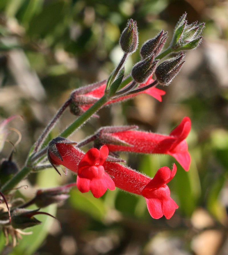 "Island Bush Snapdragon" by Philip Bouchard CC BY-NC-ND 2.0