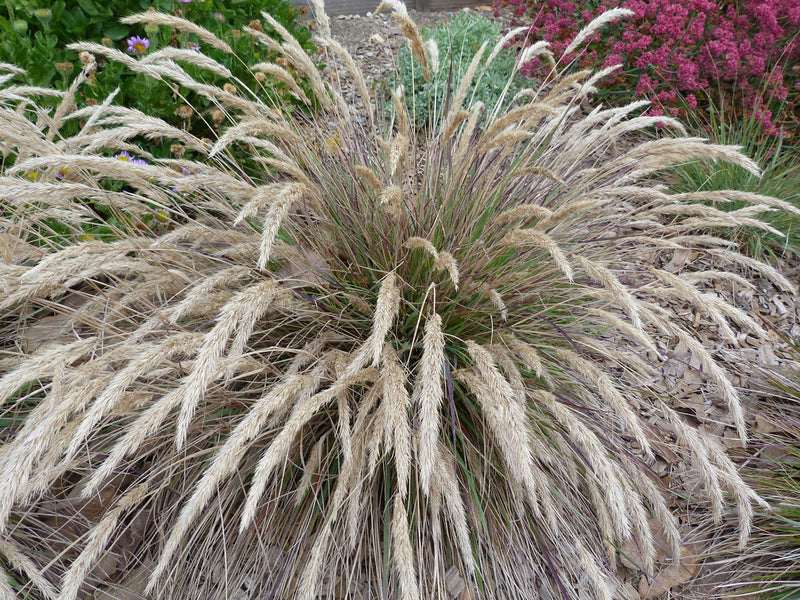 "Calamagrostis foliosa" by PlantRight1 is licensed under CC BY 2.0. To view a copy of this license, visit https://creativecommons.org/licenses/by/2.0/?ref=openverse.
