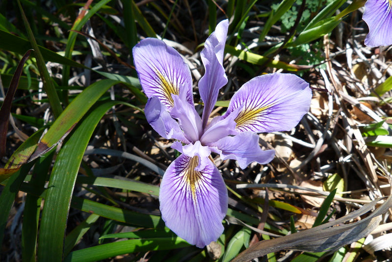 "Iris douglasiana (Douglas iris). CA native" by PlantRight1 is licensed under CC BY 2.0. To view a copy of this license, visit https://creativecommons.org/licenses/by/2.0/?ref=openverse.