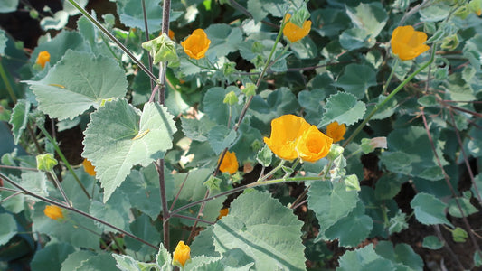 "190504 335 Fallbrook Garden Tour - House 1 on Tumbleweed Lane, Abutilon palmeri Palmer's Indian Mallow, native to Southern California and Baja California, Mexico" by cultivar413 is licensed under CC BY 2.0.