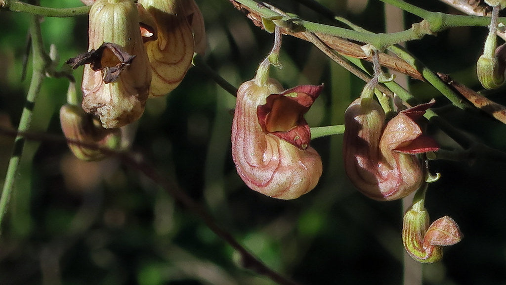 "J20170223-0055—Aristolochia californica—RPBG" by John Rusk is licensed under CC BY 2.0. To view a copy of this license, visit https://creativecommons.org/licenses/by/2.0/?ref=openverse.
