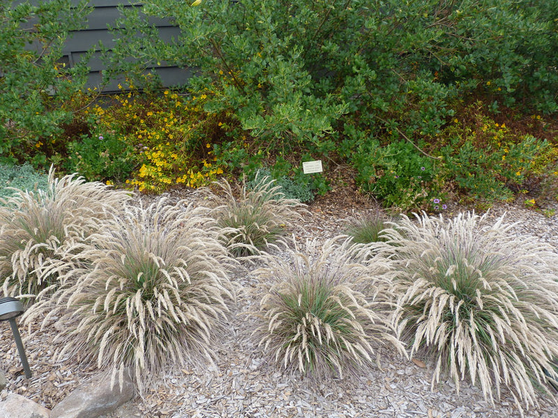 "Calamagrostis foliosa" by PlantRight1 is licensed under CC BY 2.0. To view a copy of this license, visit https://creativecommons.org/licenses/by/2.0/?ref=openverse.