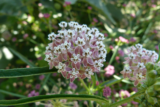"Asclepias fascicularis (Narrow leaf milkweed) CA native" by PlantRight1 is licensed under CC BY 2.0. To view a copy of this license, visit https://creativecommons.org/licenses/by/2.0/?ref=openverse.
